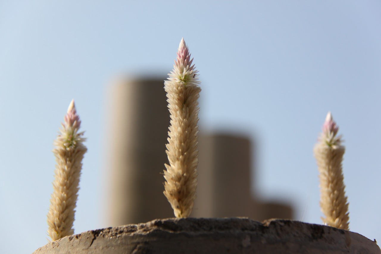 plant flower pot free photo