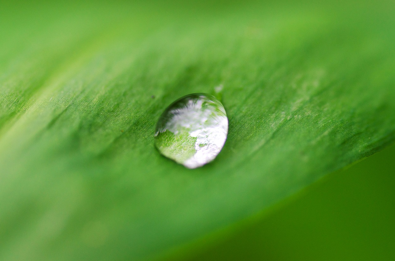 plant green detail free photo