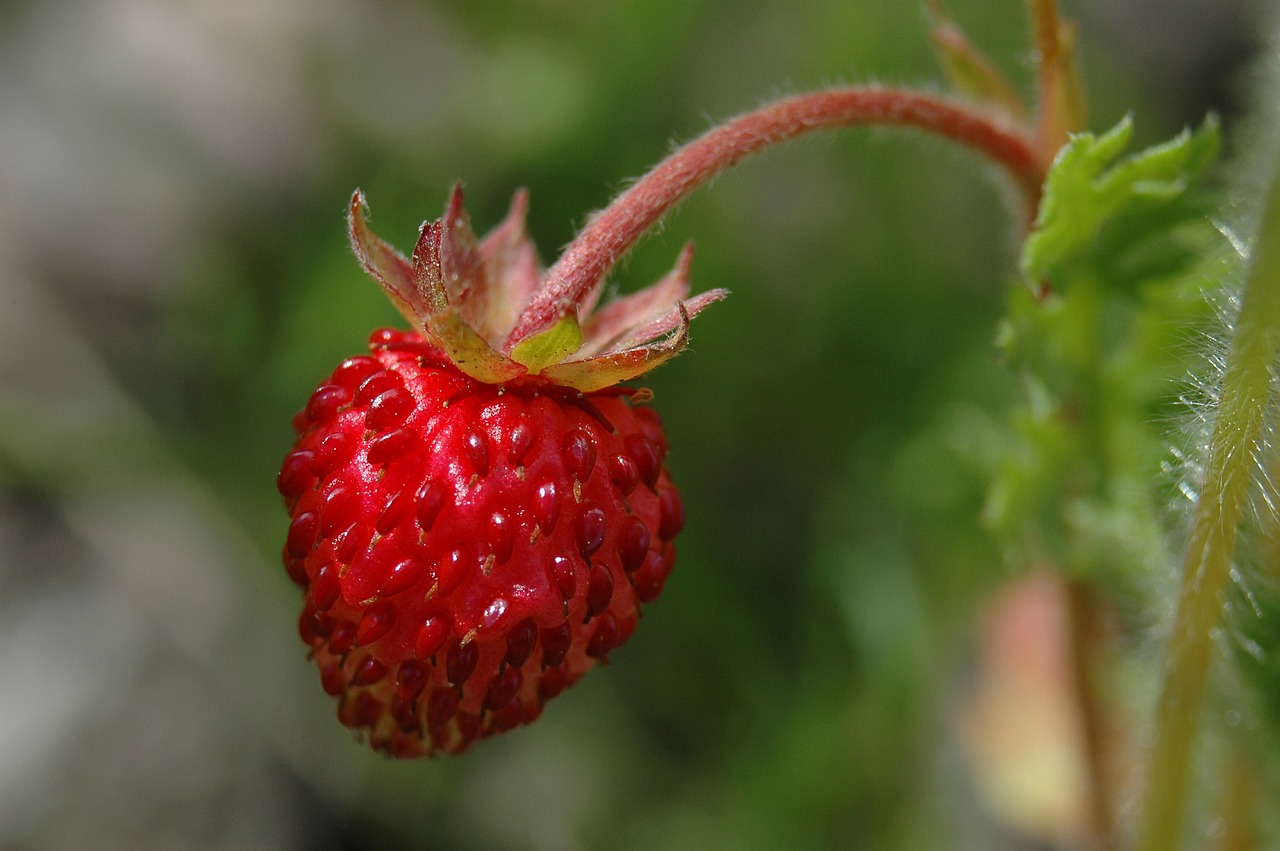 plant summer nature free photo