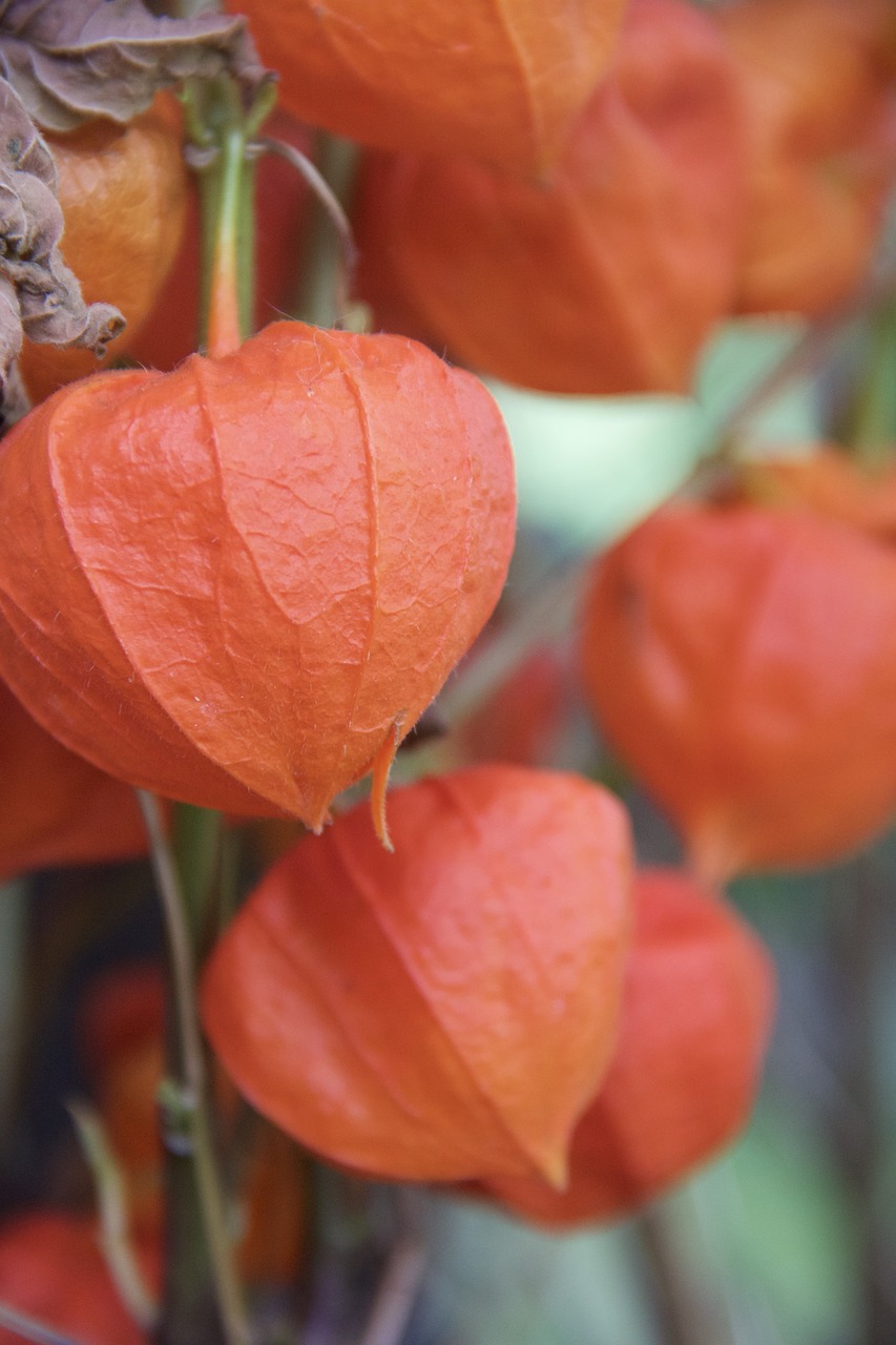 plant andes berry orange free photo