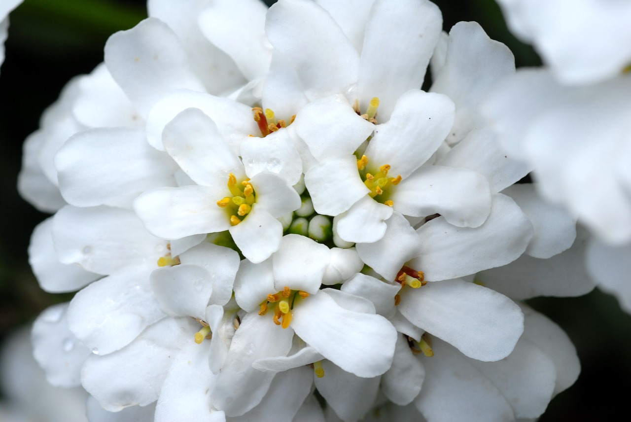 plant flower white free photo