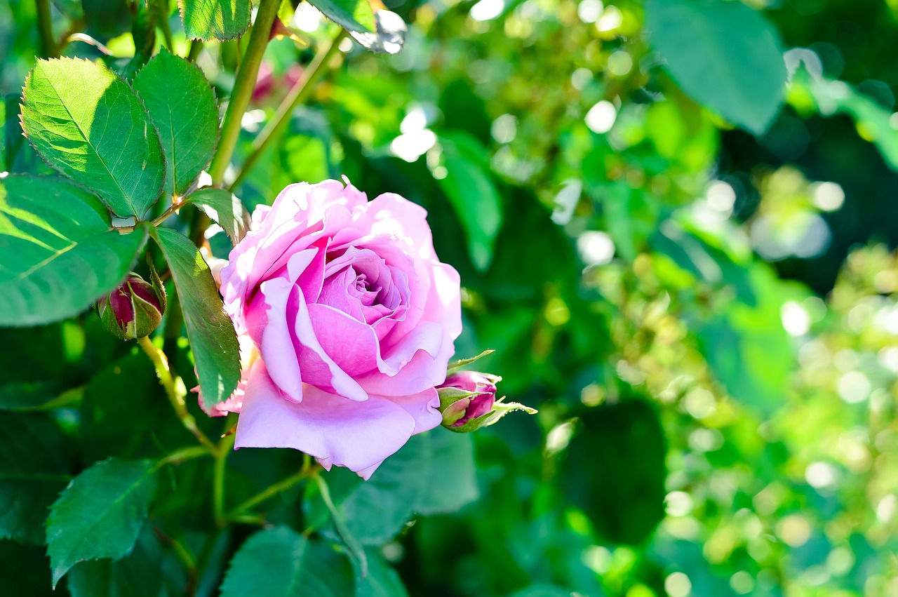 plant natural rose free photo