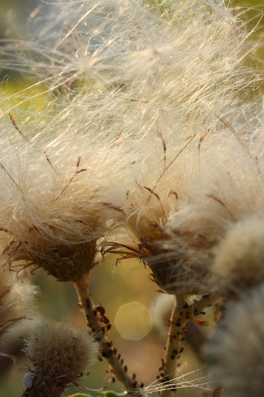 plant macro nature free photo