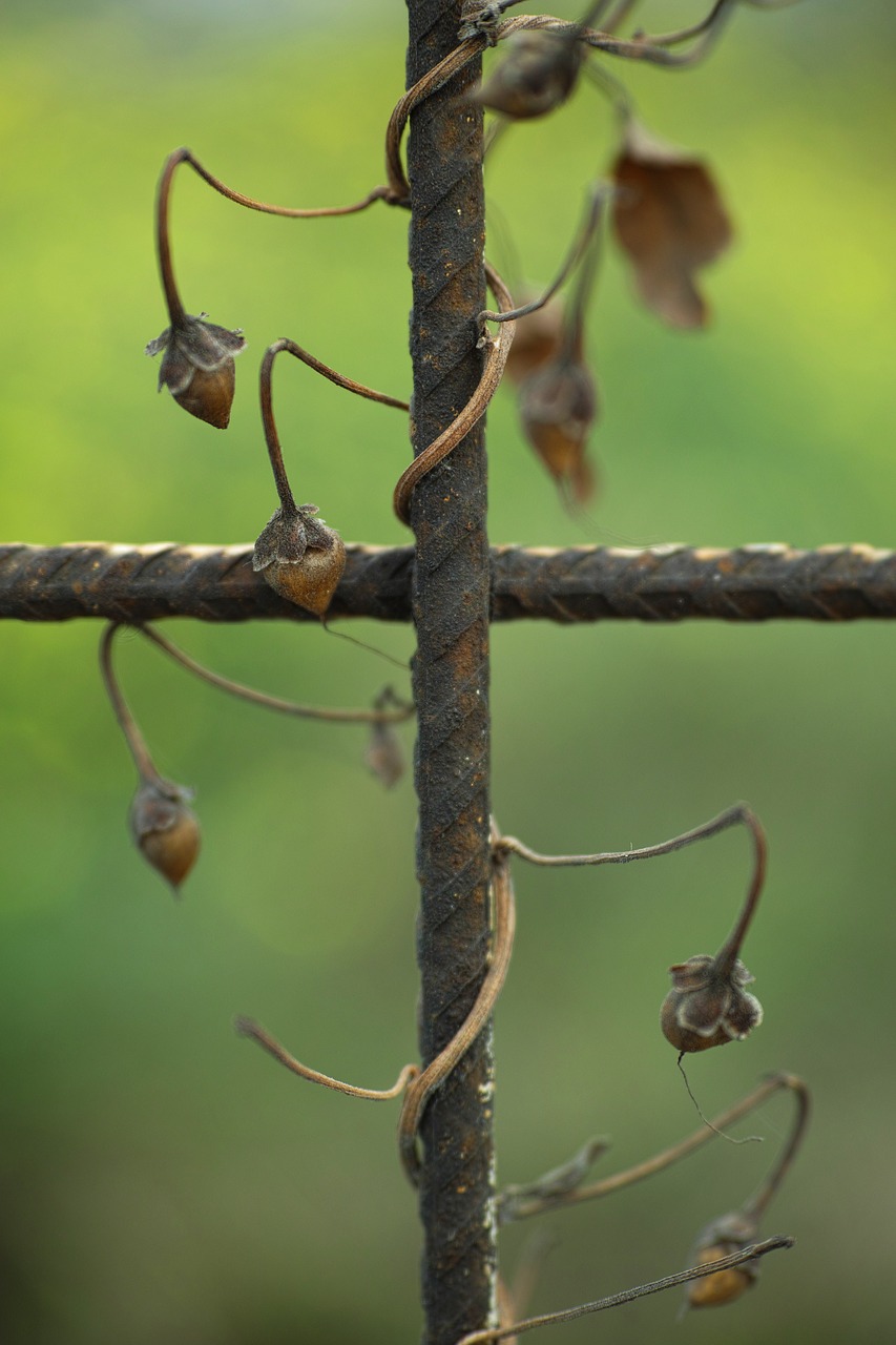 plant nature daniel free photo