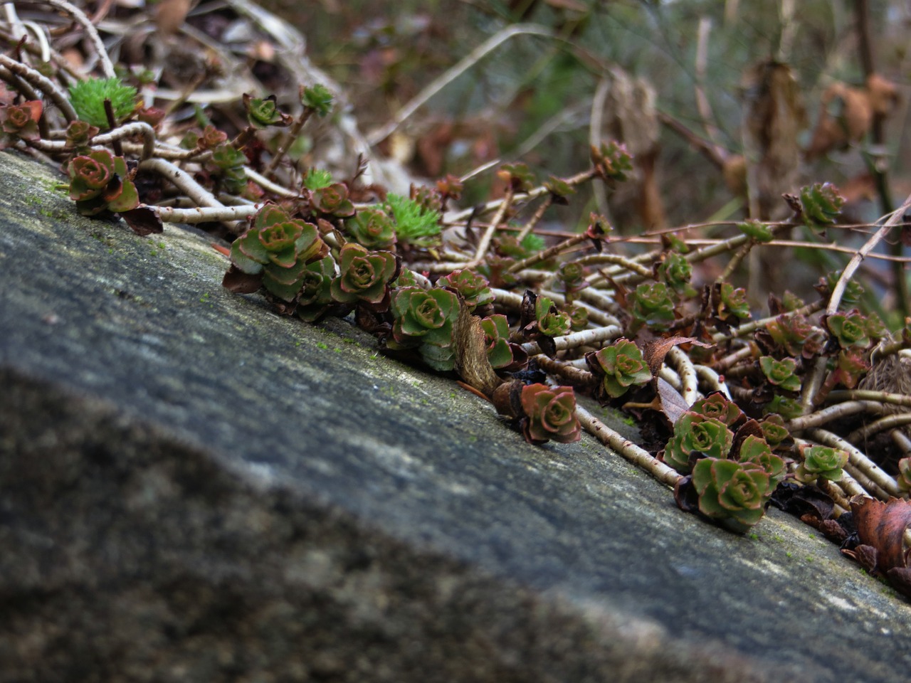 plant stone oblique free photo