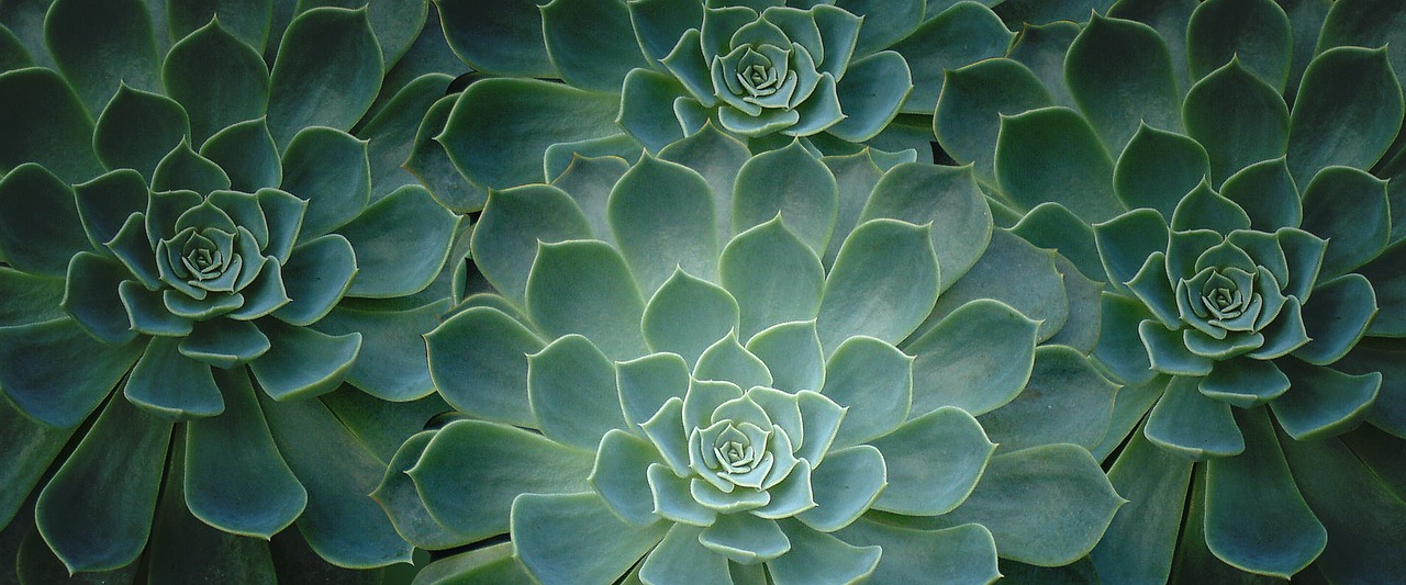 plant cactus close-up free photo