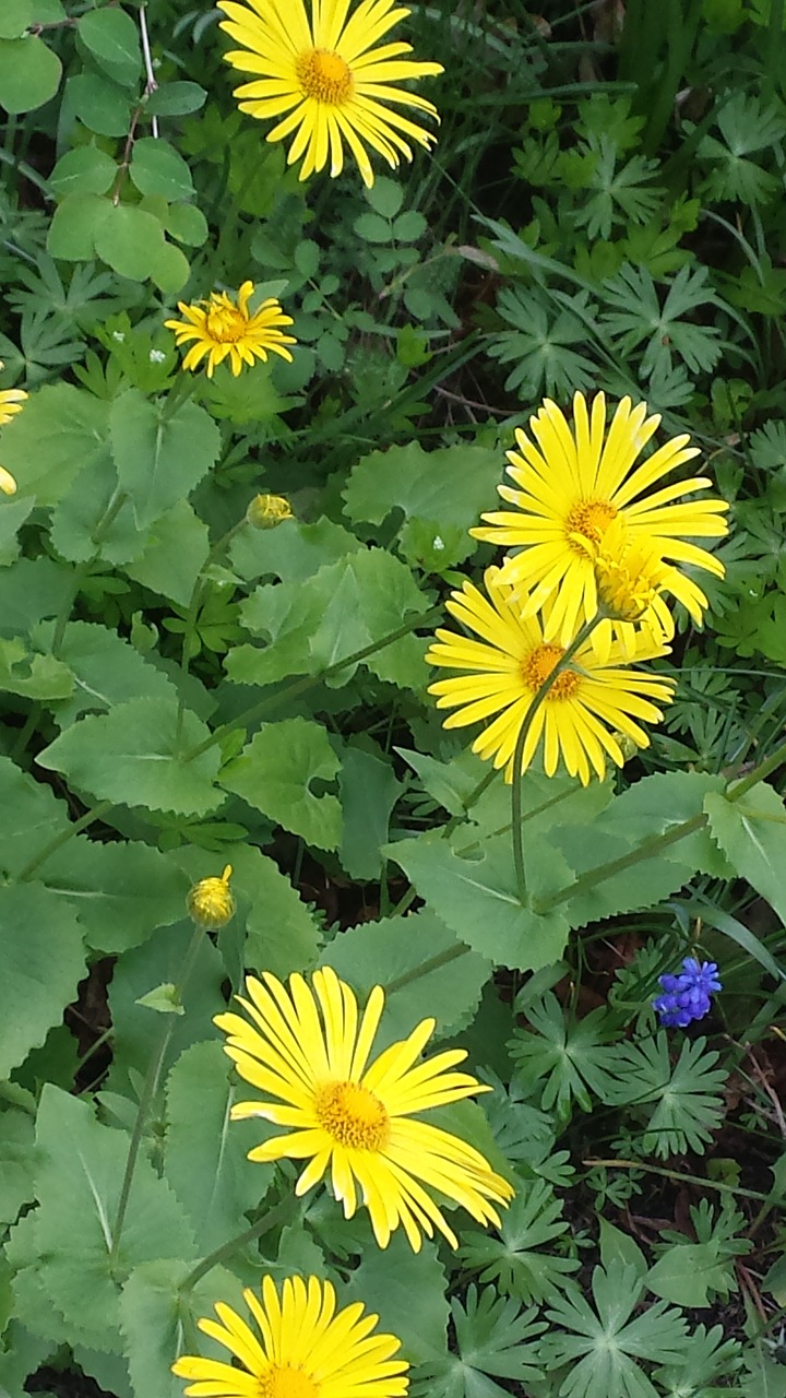 plant blossom bloom free photo