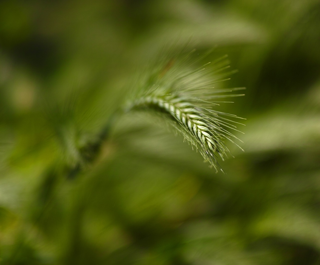 plant green macro free photo