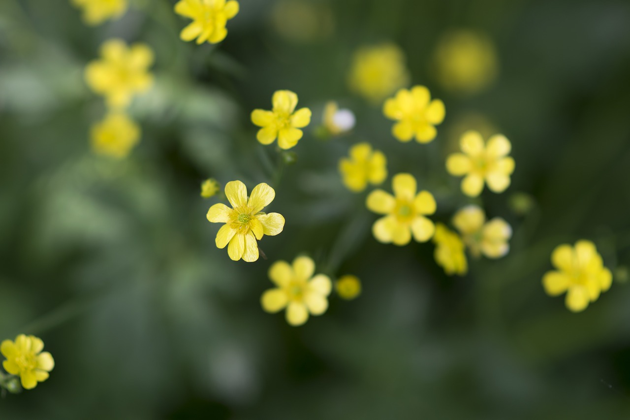 plant flower yellow flower free photo