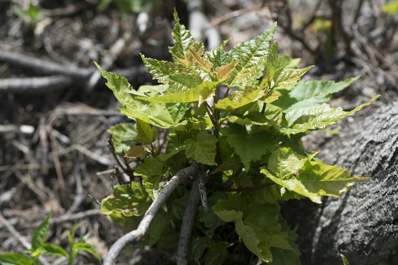 plant trees sapling free photo