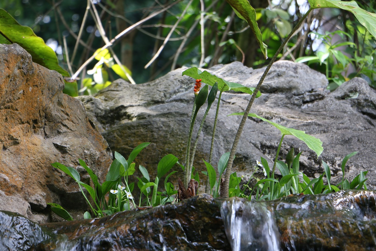 plant water leaf free photo