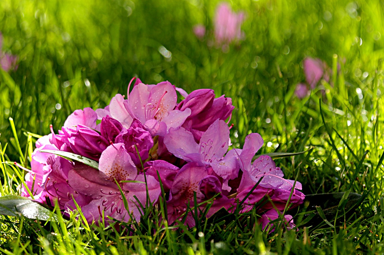 plant rhododendron blossom free photo