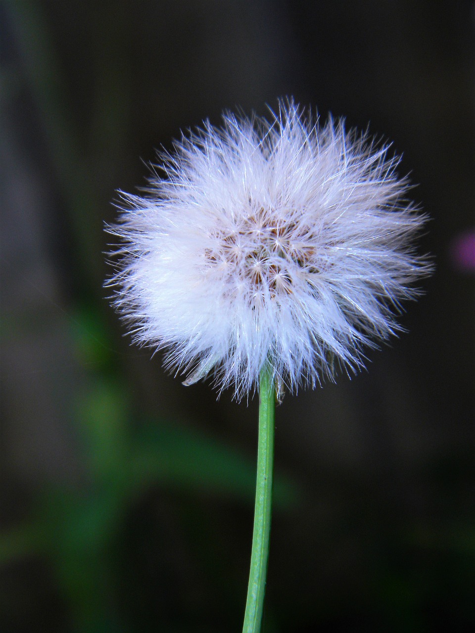 plant flower garden free photo