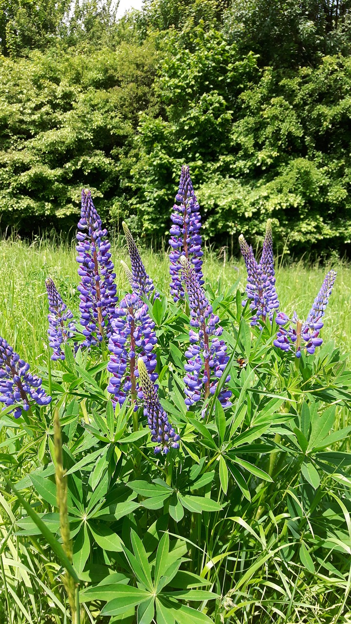plant flowers lupins free photo