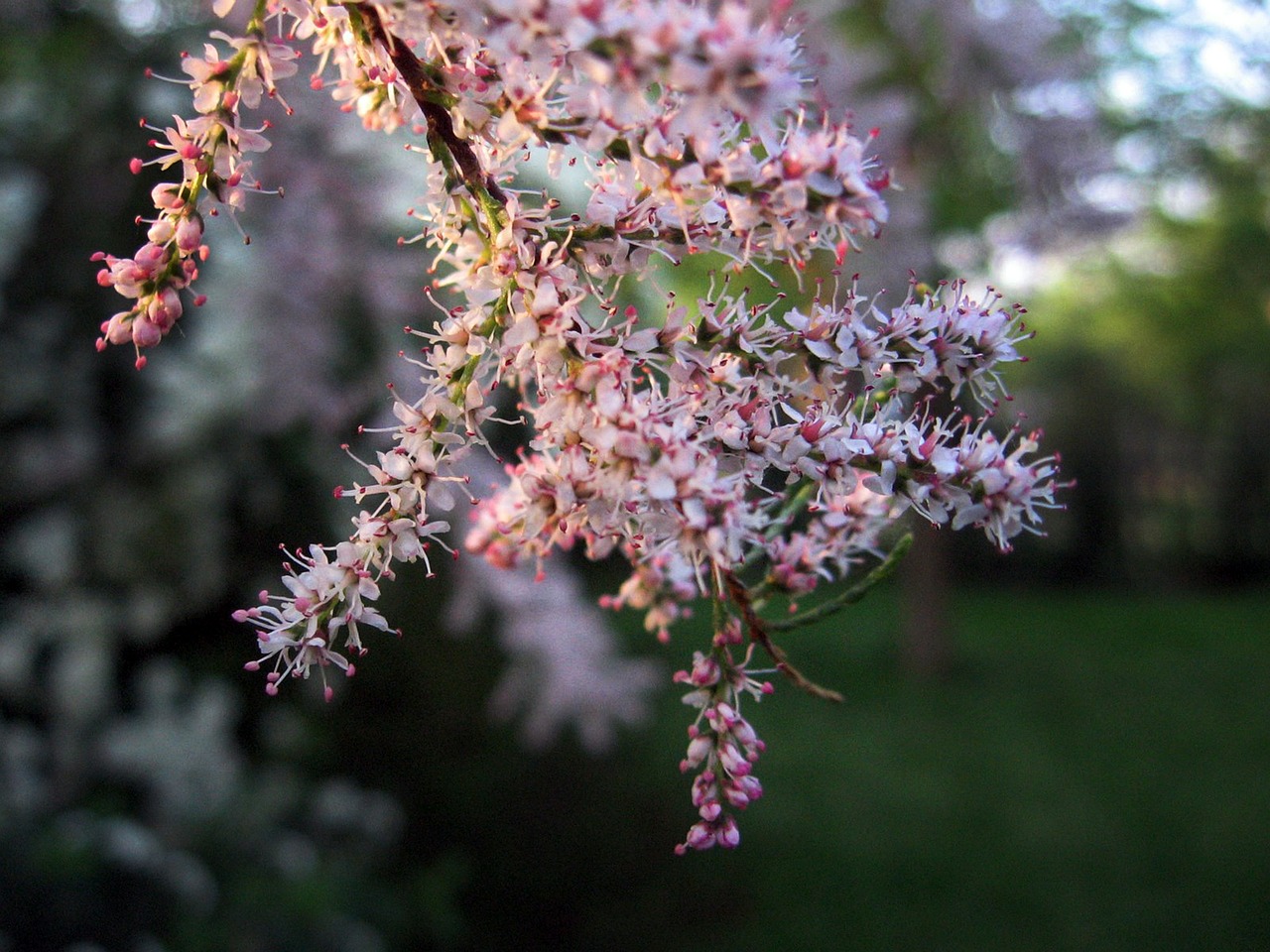 plant shrub flowers free photo