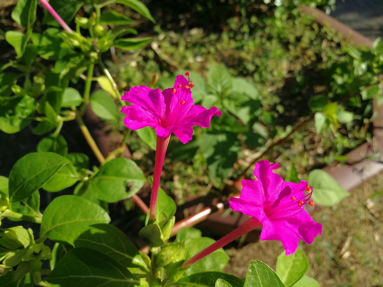 plant morning glory may free photo