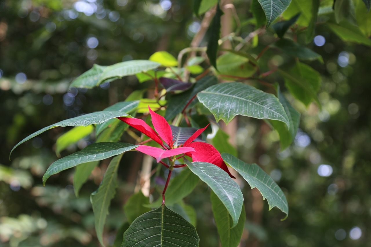 plant wild flowers the year april free photo