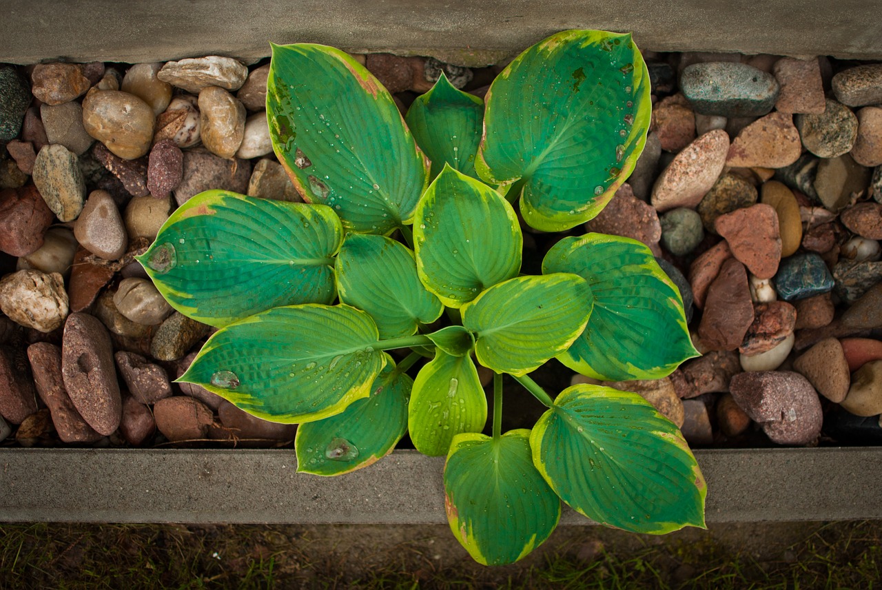 plant the stones nature free photo