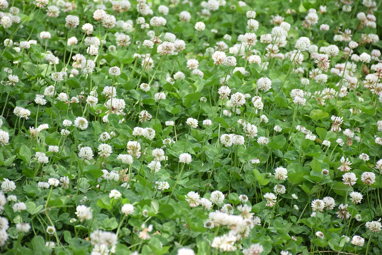 plant glass flower free photo