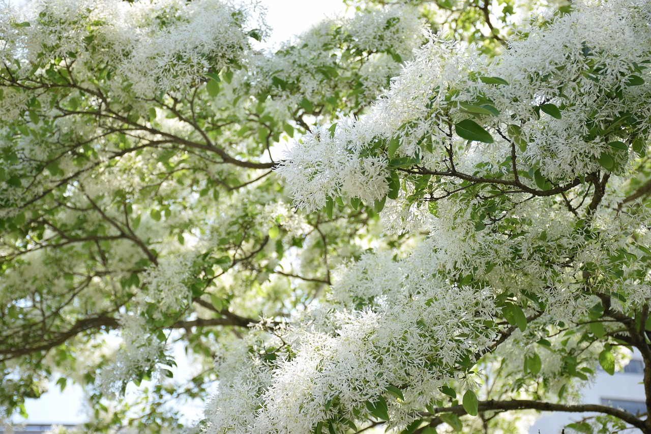 plant leaf flower free photo