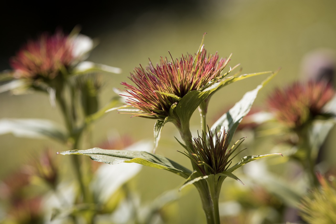 plant nature green free photo