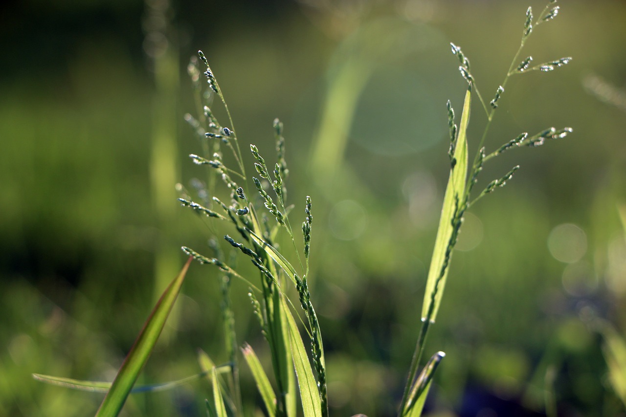 plant green small fresh free photo