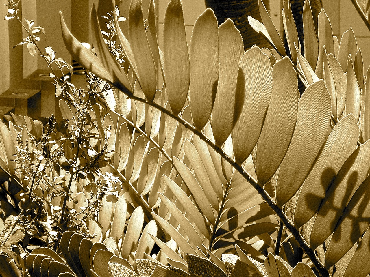 plant sepia pattern free photo