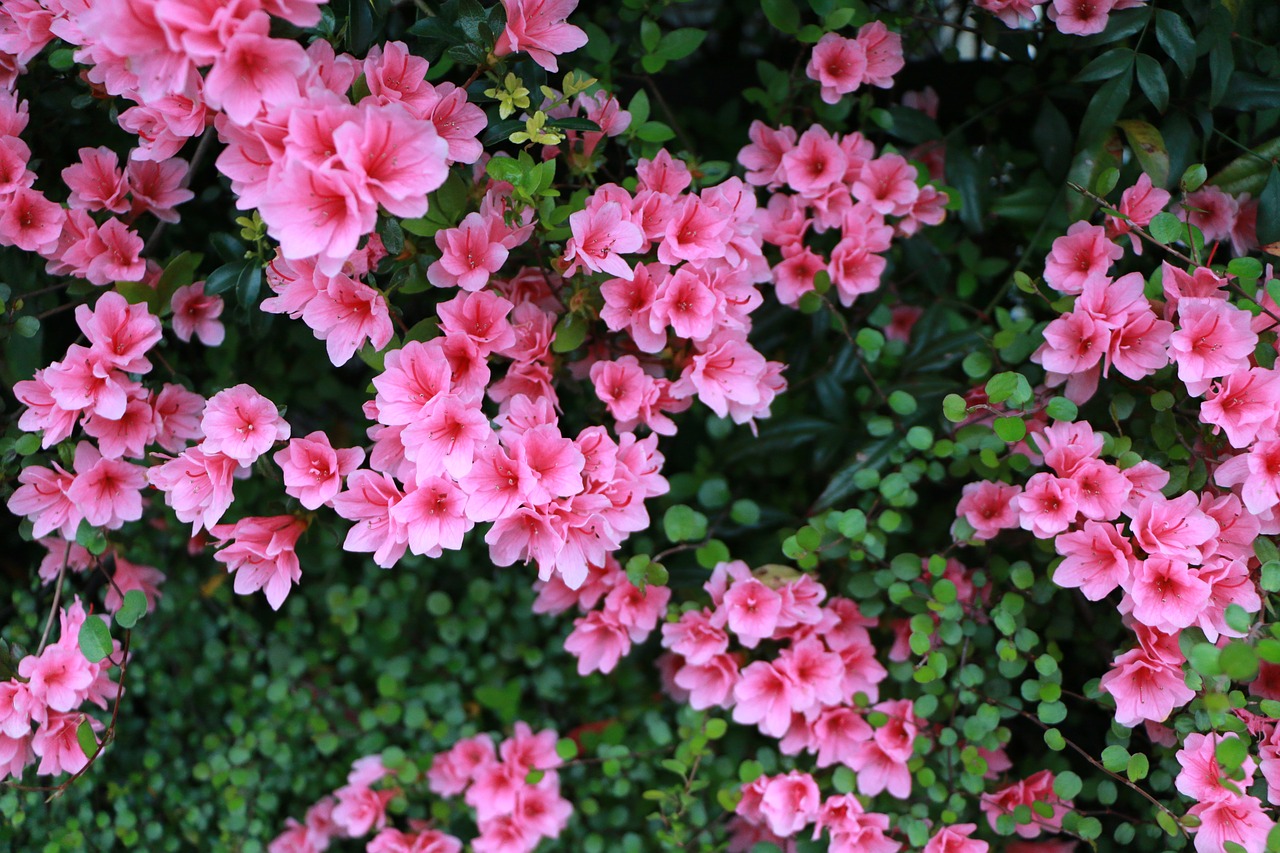 plant green flowers free photo