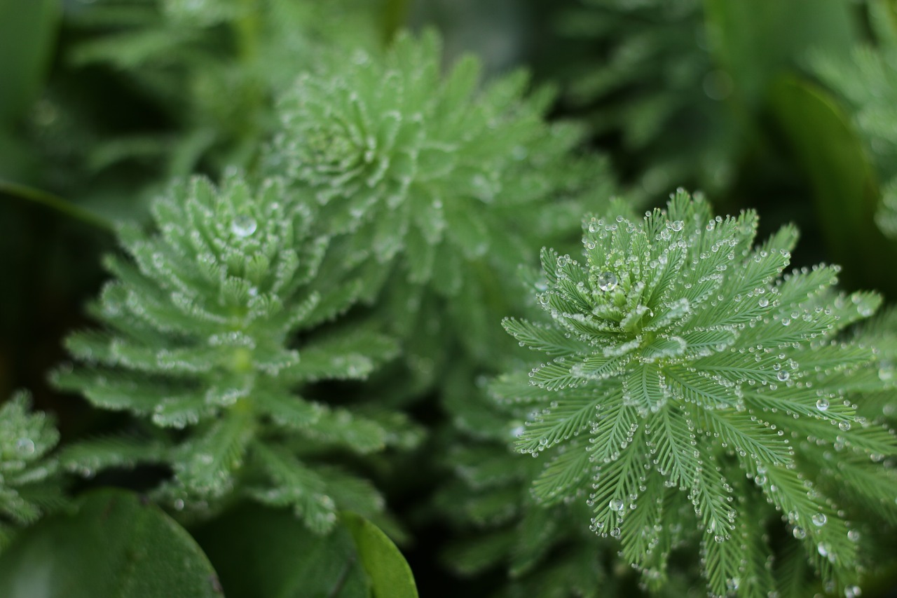 plant dew water drops free photo