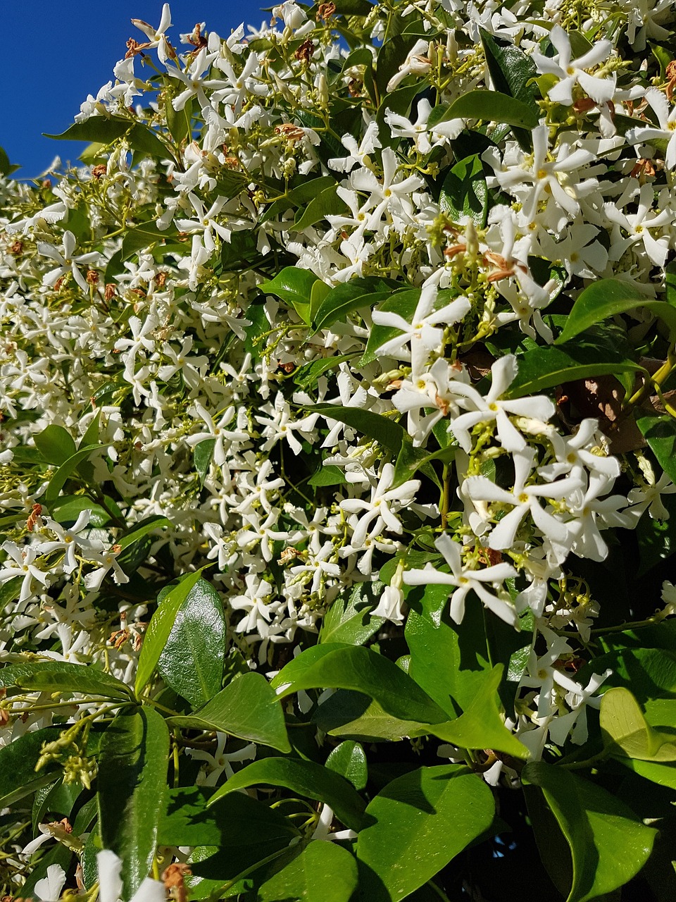 plant white flowers flower free photo