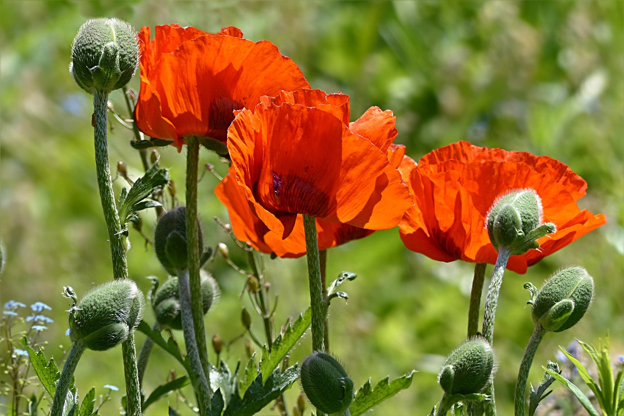 plant flower poppy free photo