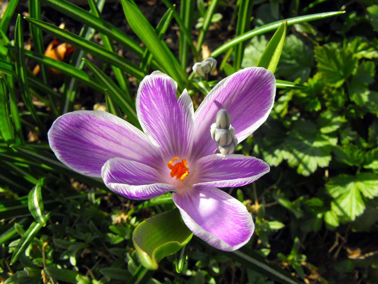 plant purple petals free photo