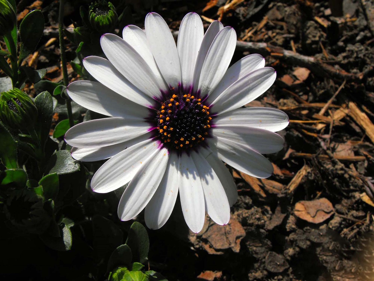 plant flower white free photo