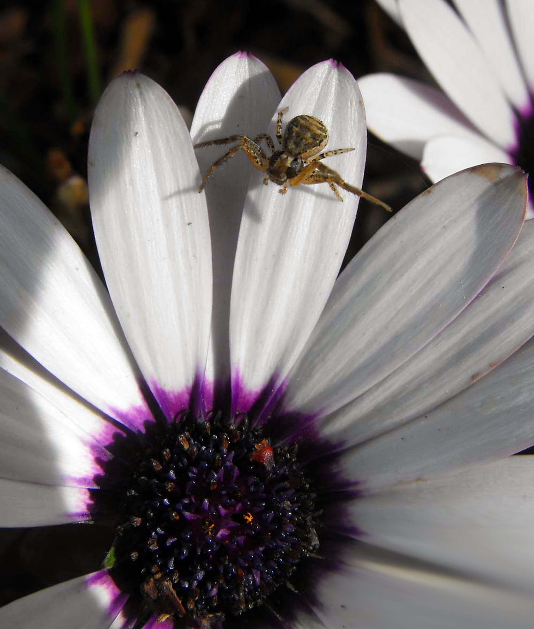 plant flower spider free photo