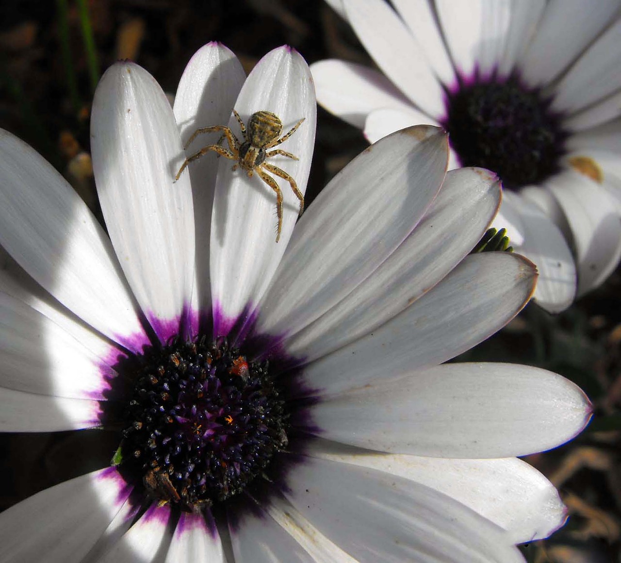 plant flower spider free photo