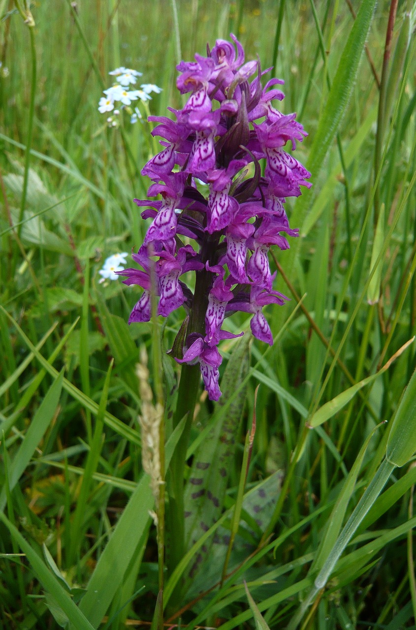 plant flower heath spotted orchid free photo