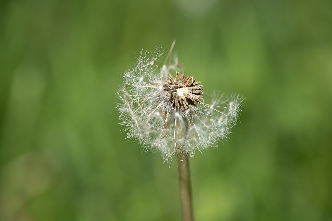 plant faded dandelion free photo