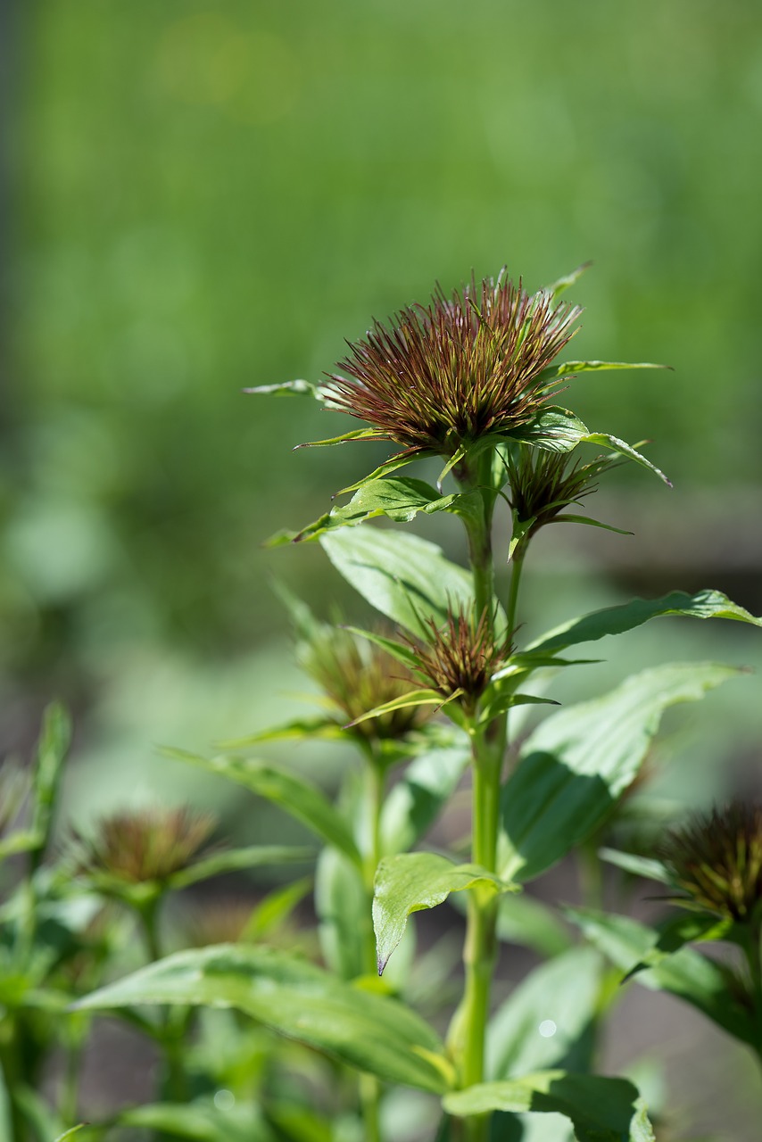 plant flora nature free photo