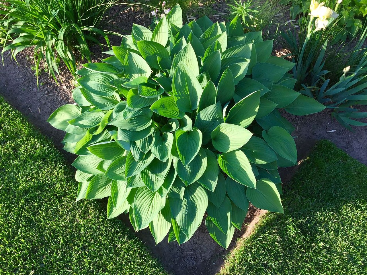 plant plantain lily leaves free photo