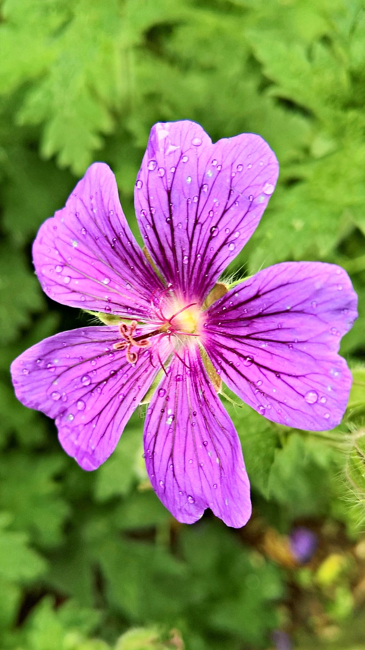 plant flower cranesbill free photo