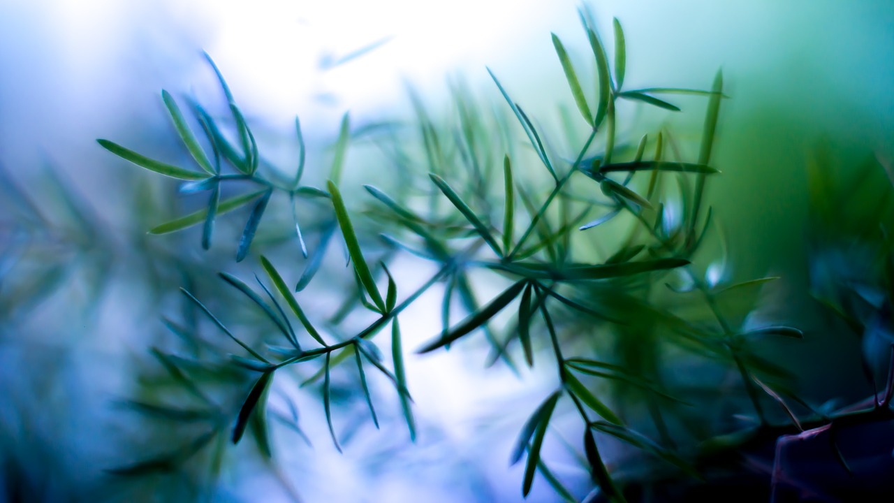 plant grass tree free photo