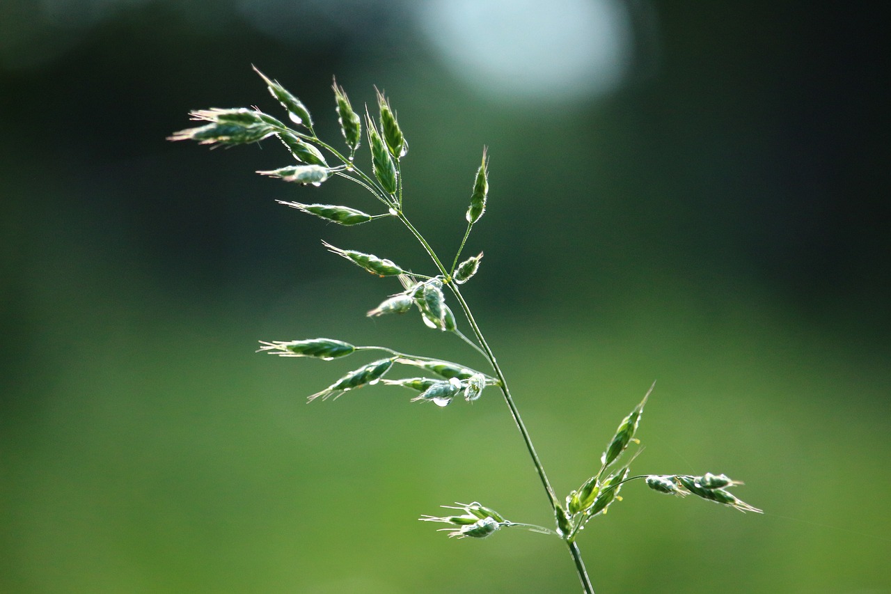 plant grass panicle free photo