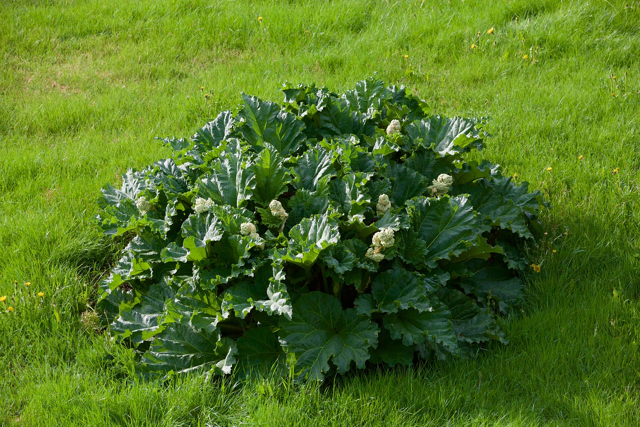 plant cabbage green free photo