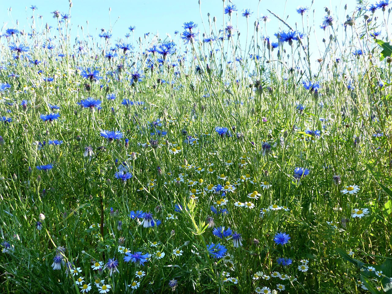 plant cornflowers centaurea cyanus free photo