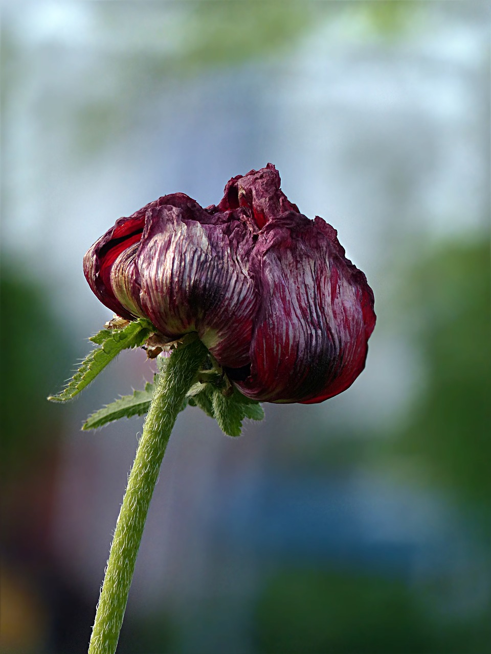 plant flower poppy free photo