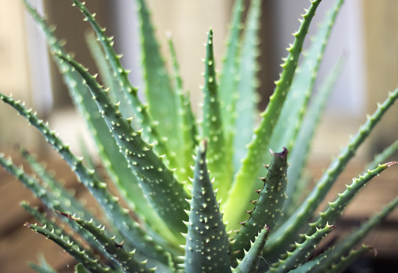 plant green cactus free photo