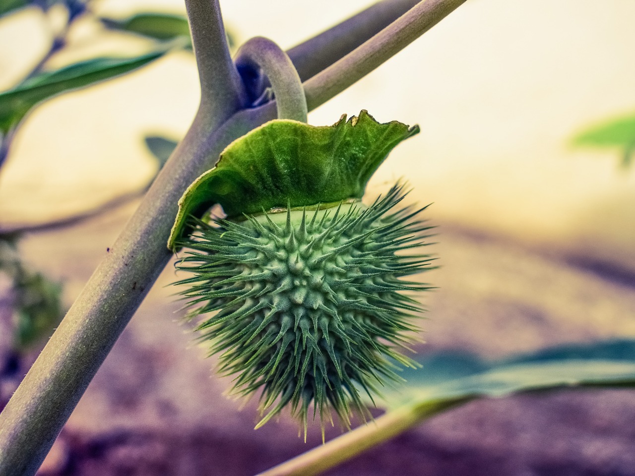 plant fruit nature free photo