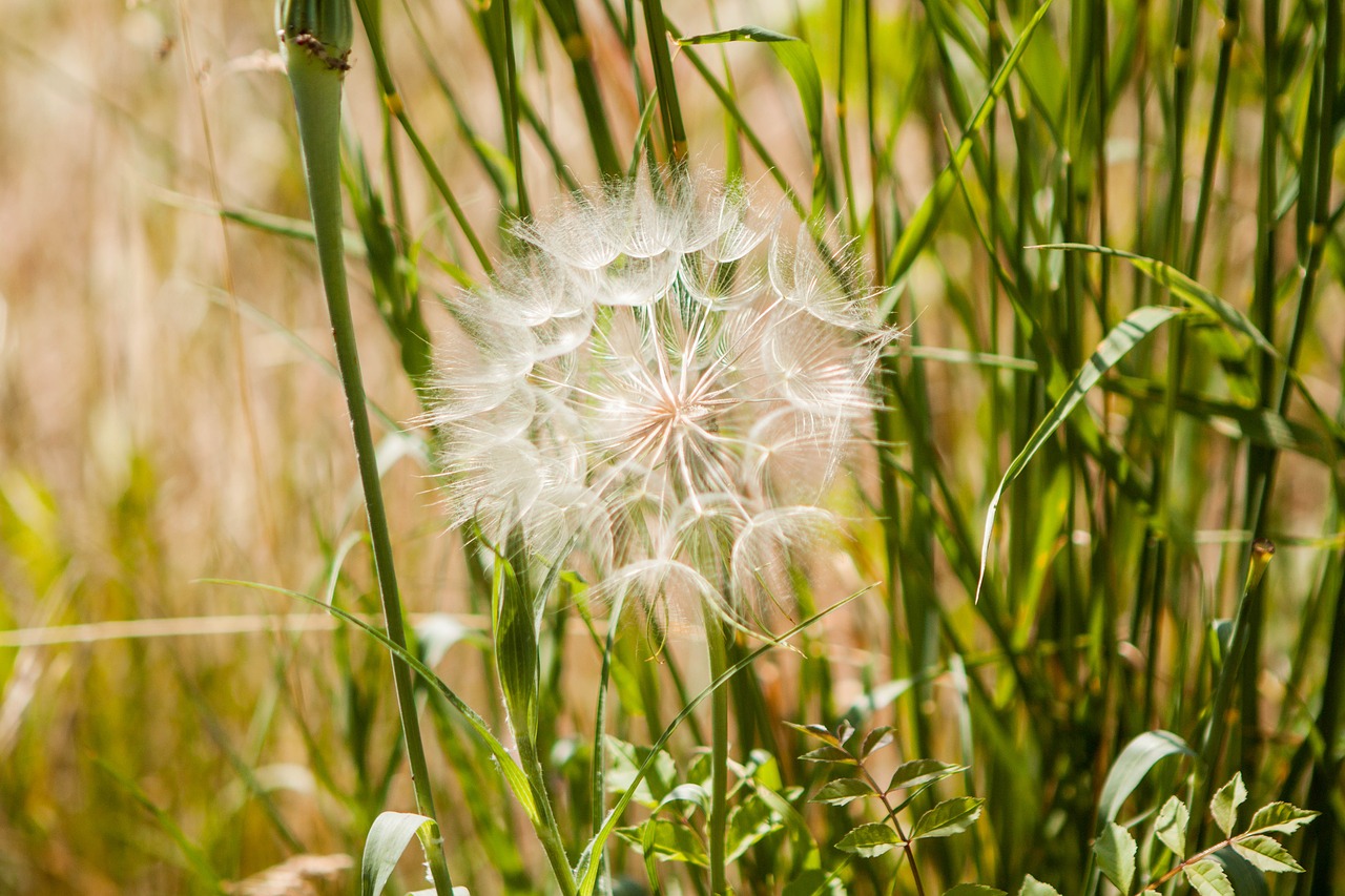 plant flower grass free photo