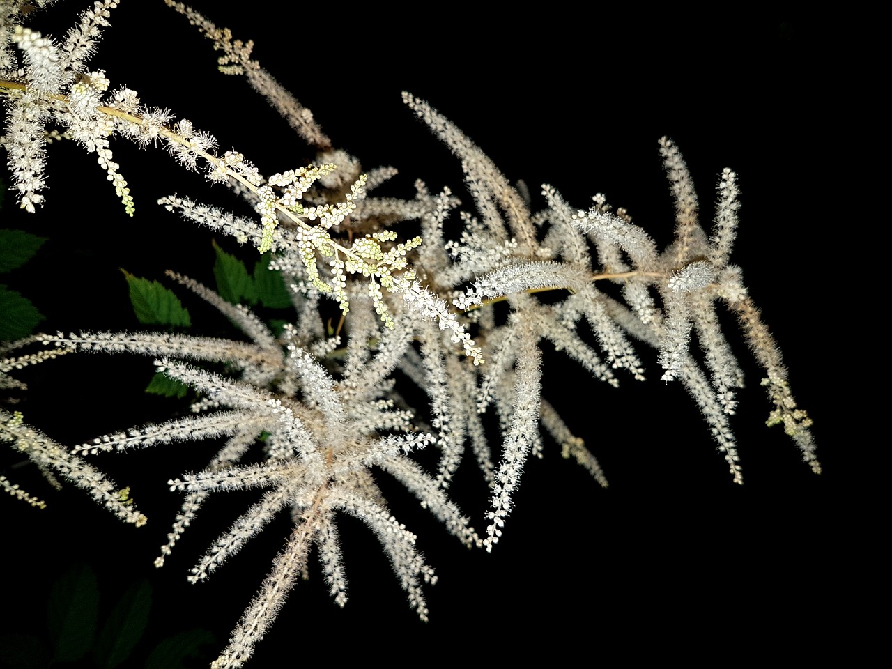 plant flowers parzydło forest free photo