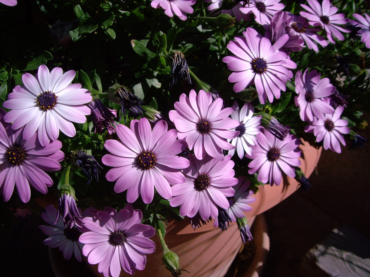 plant flowerpot flowers free photo